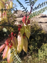 Lessertia frutescens