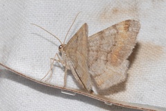 Macaria liturata