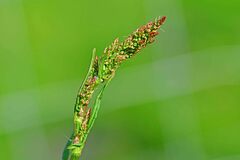 Rumex acetosa
