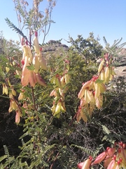 Lessertia frutescens