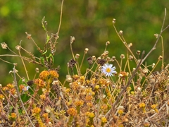 Brachyscome ciliaris