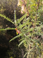 Lessertia frutescens