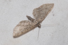 Eupithecia lariciata