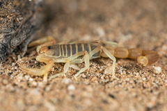Parabuthus brevimanus