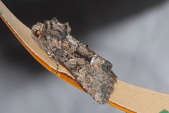Oligia latruncula