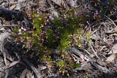 Stylidium nonscandens