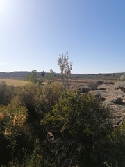 Lessertia frutescens