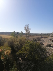 Lessertia frutescens