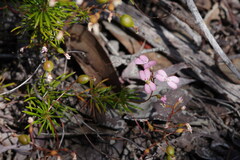 Stylidium nonscandens