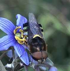 Odontomyia hunteri