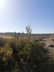 Lessertia frutescens