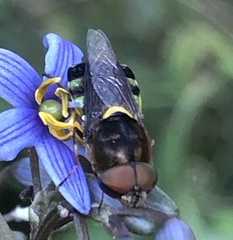 Odontomyia hunteri