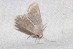 Caradrina gilva