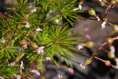 Stylidium nonscandens
