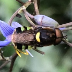 Odontomyia hunteri