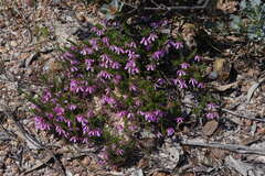 Tetratheca confertifolia