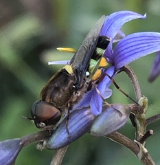 Odontomyia hunteri