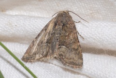 Oligia latruncula