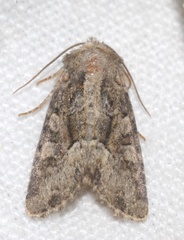 Oligia latruncula