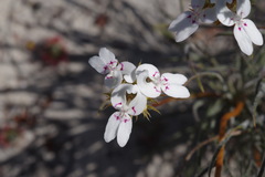 Stylidium crossocephalum