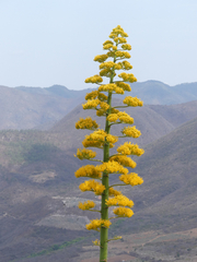 Agave marmorata