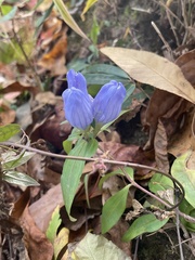 Gentiana saponaria