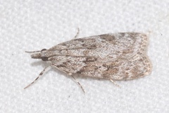 Scoparia basistrigalis