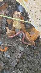 Lumbricus terrestris