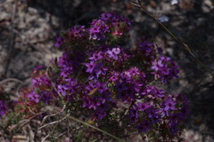 Calytrix sapphirina