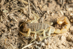 Parabuthus brevimanus