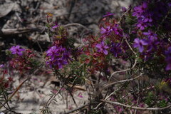 Calytrix sapphirina