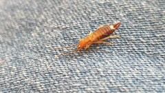 Euborellia annulipes