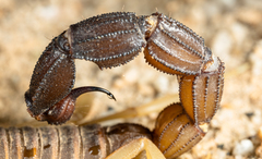 Parabuthus granulatus