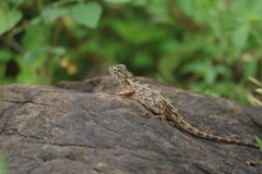 Agamidae