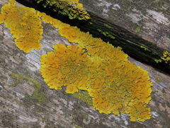 Xanthoria