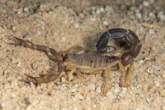 Parabuthus granulatus