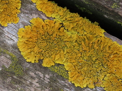 Xanthoria