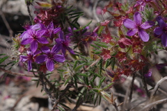 Calytrix sapphirina