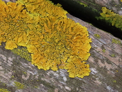 Xanthoria