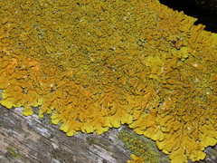 Xanthoria