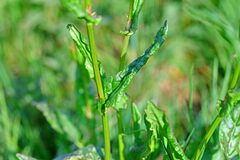 Rumex acetosa