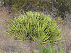 Agave ghiesbreghtii