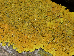 Xanthoria