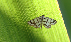Nymphula nitidulata