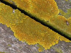 Xanthoria