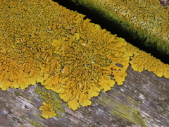 Xanthoria