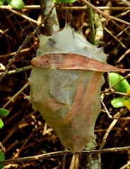 Palystes superciliosus