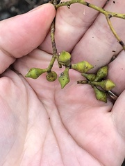 Eucalyptus strzeleckii