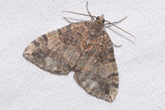 Hydriomena furcata