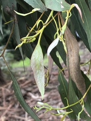 Eucalyptus strzeleckii